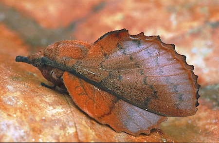 Lappet moth